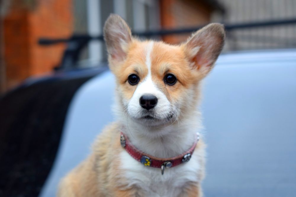 Коргі красунька. Чарівна рудо- біла малеча. Для найкращих.