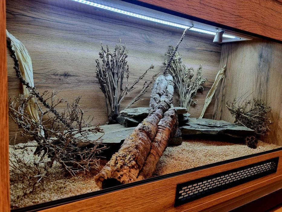 Terrarium 120x60x60 agama brodata jaszczurka