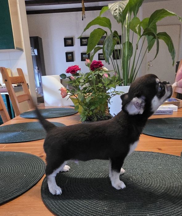 Chihuahua piesek krótkowłosy