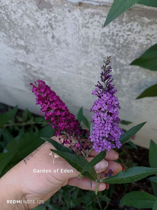 Декоративные растения. Кустарники. Плодовое