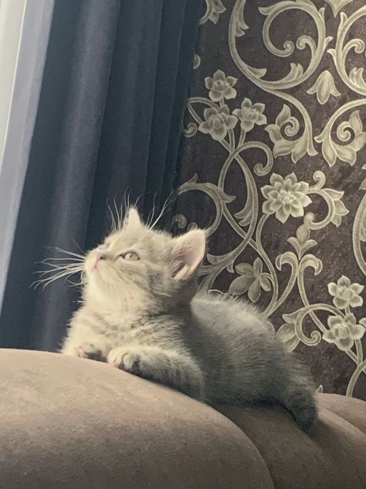 Котик британець