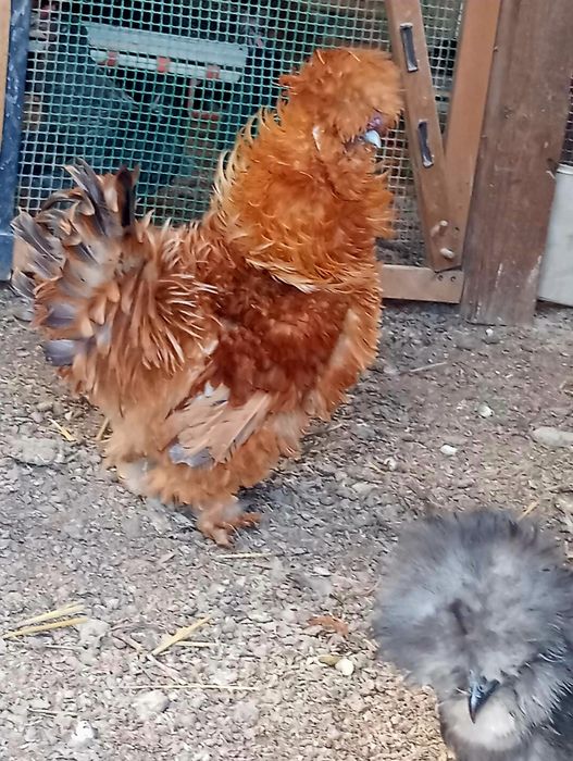 Kury rosy kury silki który araukany naturalne ekologiczne kury