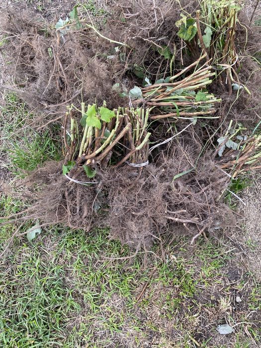 Маю саджанці літньої малини