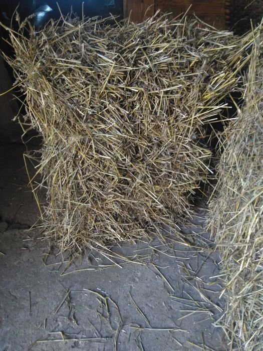 Kostki słomy przeniczna