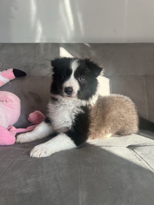 Suczka Border Collie  czarno-biała