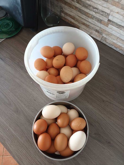 Ovos galinha caseiros