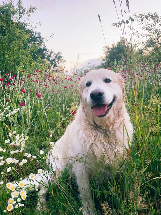 Золотистый ретривер вязка