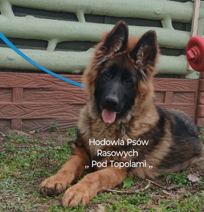 POTĘŻNY/Owczarek niemiecki długowłosy