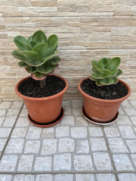 Vendo duas plantas cato rosa pedra.