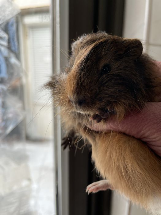 Продам морські свинки