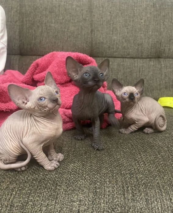 Канадские сфинксы котята