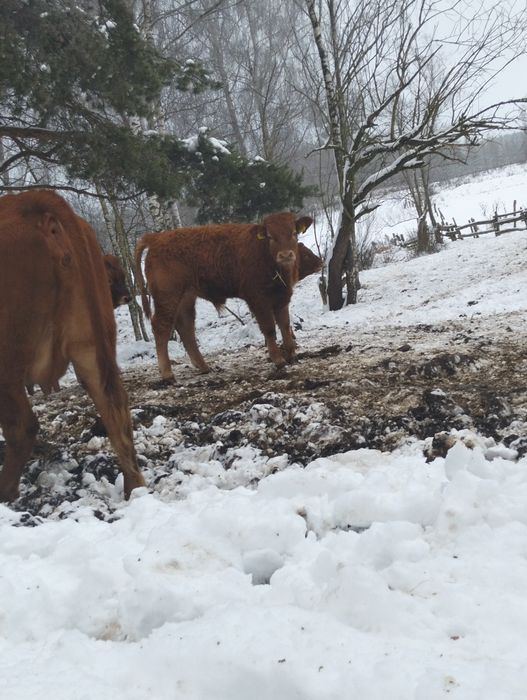 Jałówki i byczek mięsne