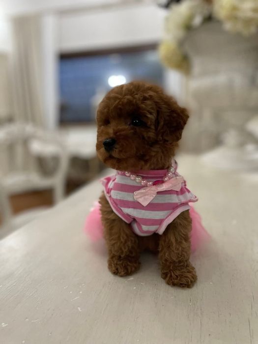 Дівчинка красотка  той пудель ред браун