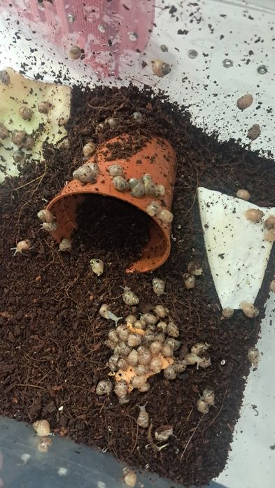 Ślimaki afrykańskie