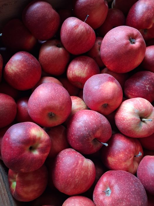 Jabłko Prince 15 skrzyń