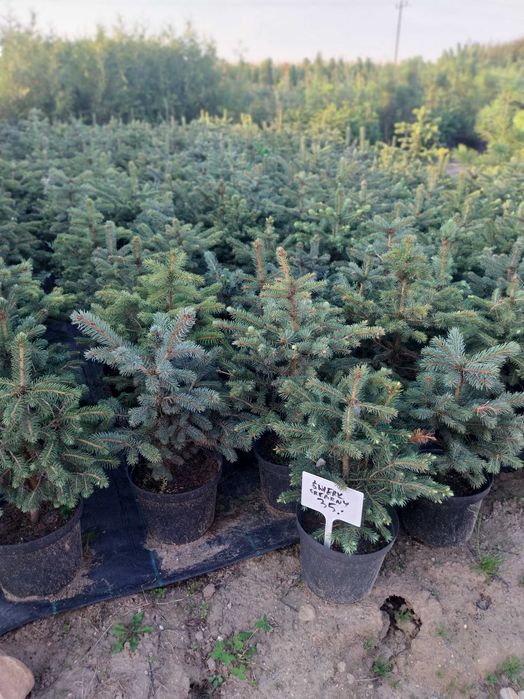 Świerk srebrny kłujący -20% dostawa gratis