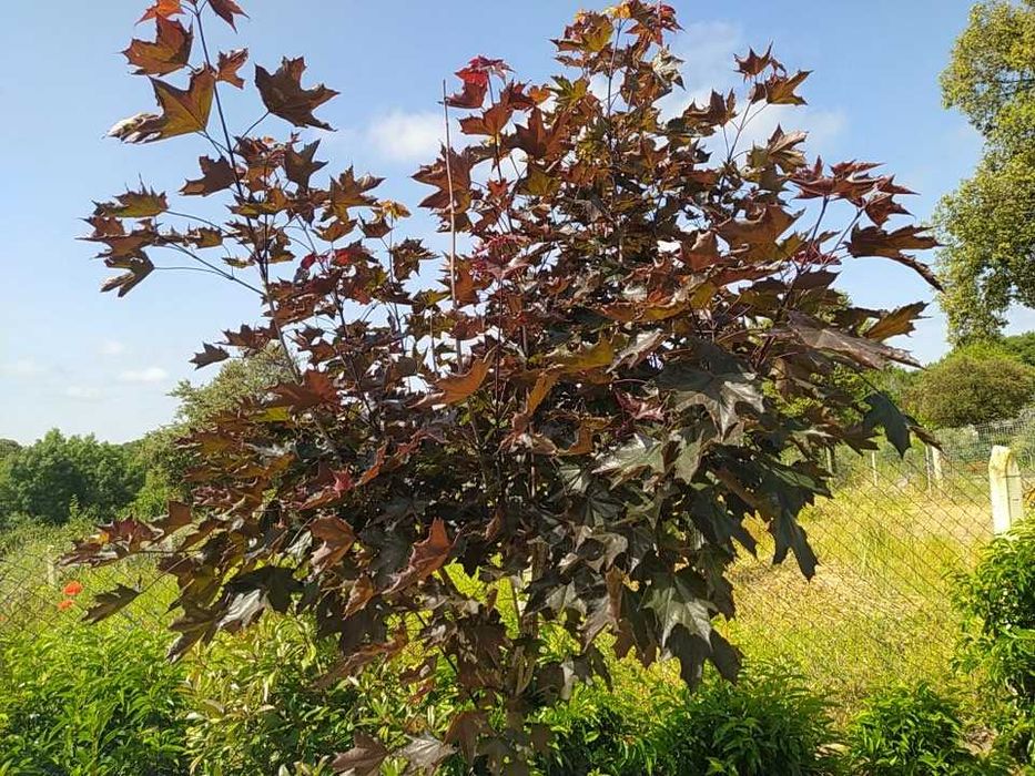 Oportunidade excelente-Quinta/Finca em Espanha fronteira com Portugal