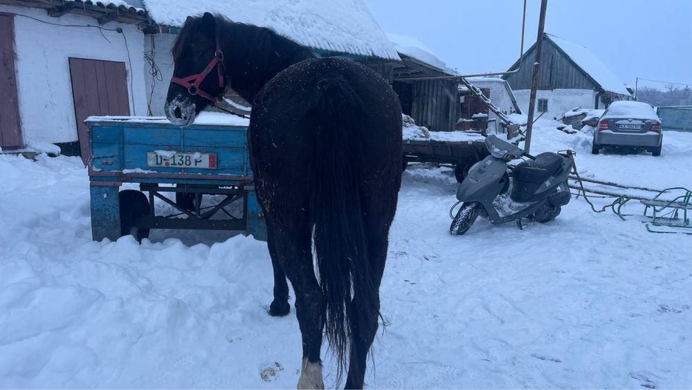 Продам робочу кобилу!