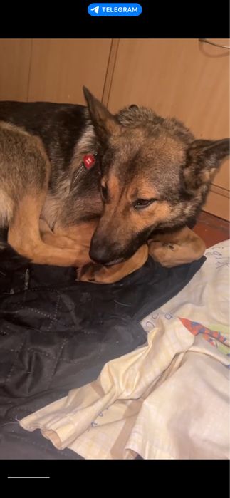 Метис німецької вівчарки 6 собаченят