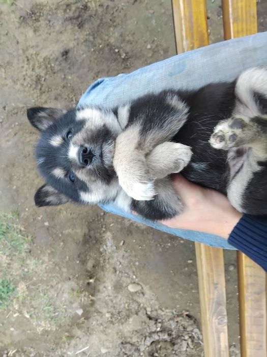 Відам у добрі руки хлопчика.