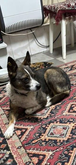 Пропала собака.  .