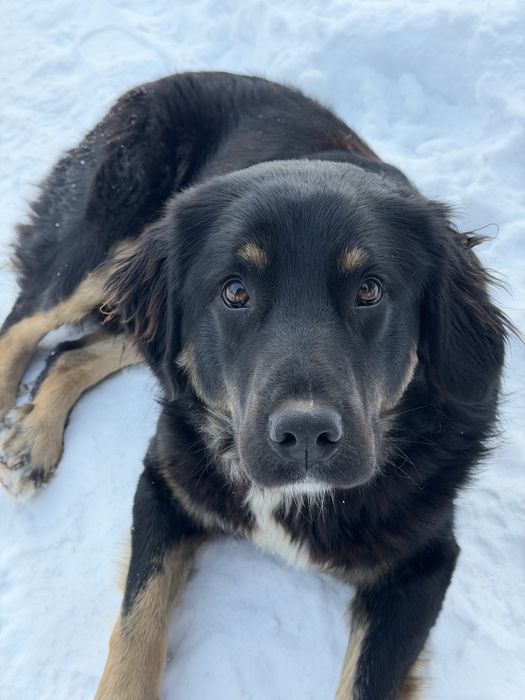 Метис ротвейлера, хлопчик. БЕЗКОШТОВНО