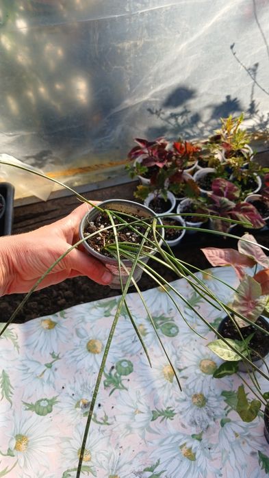 Продам кімнатні квіти.