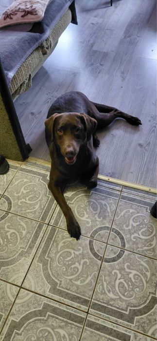 Oddam za darmo suczke