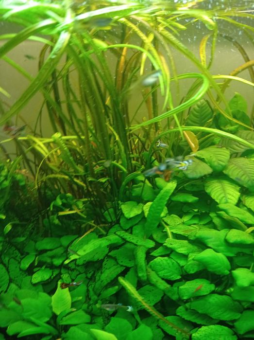 Vendo plantas Anubias