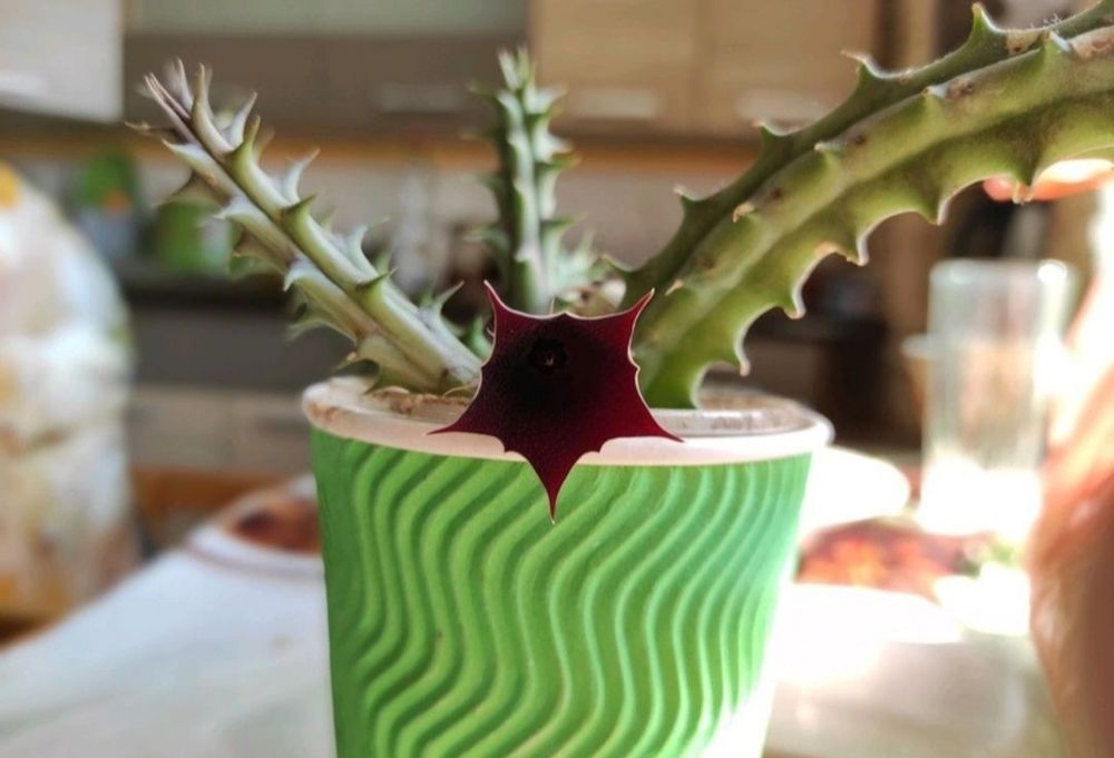 Маранта, опунція, сансевієрія, еуфорбія, фікус, хатіора, кактус