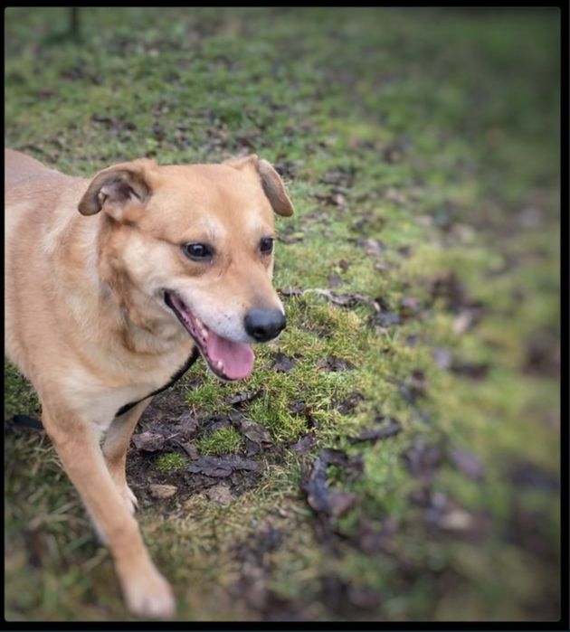 Max - w typie Labradora