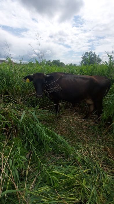 Продам Джерсейську молоду корову.