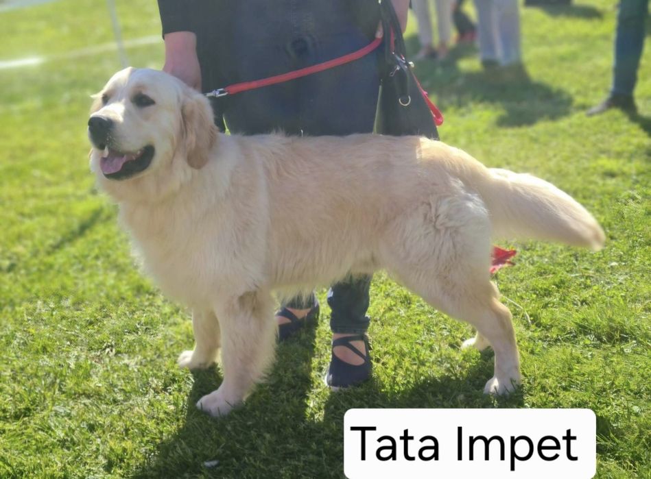 Golden Retriever szczeniak
