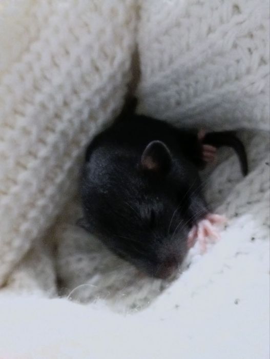 Młode szczurki Dumbo/Dumbo Rex