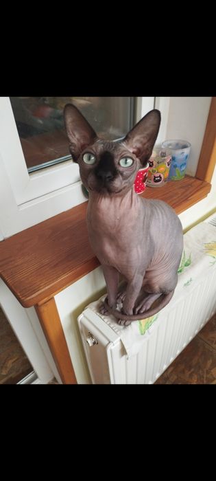 Продам котика сфінкса