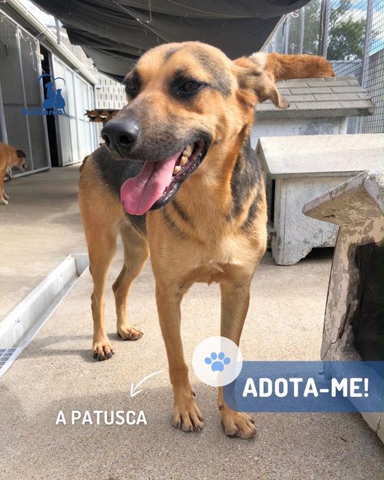 Patusca cadela jovem porte medio