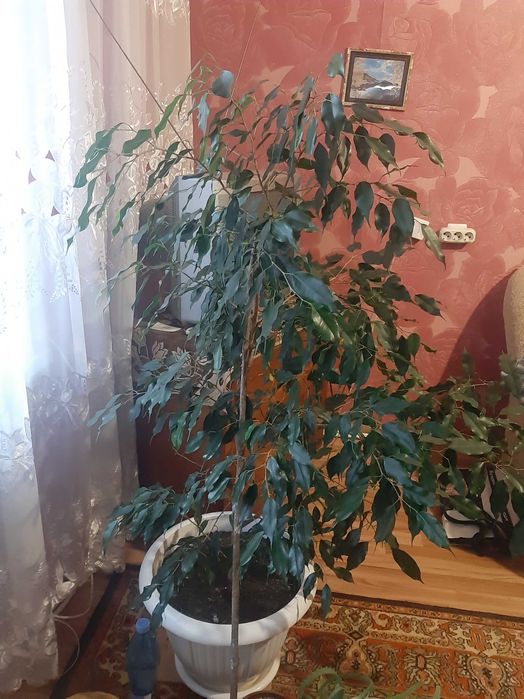 Фікус Бенджаміна