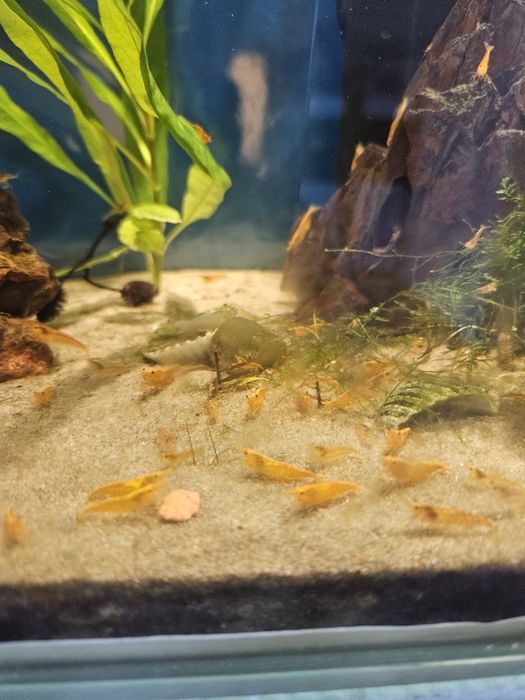 krewetki neocaridina orange