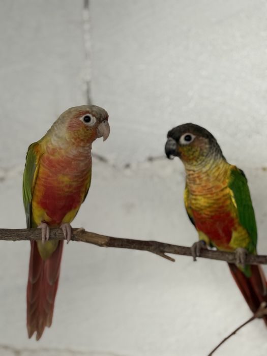 Vendo casal de pyrrhurras