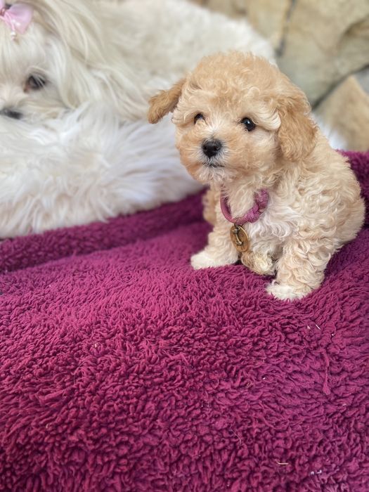 Найкрасивіші мальтипу ф1