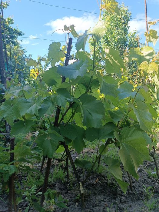 Продам двох річні саджанці винограду