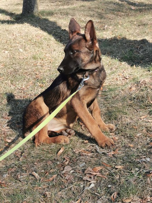 Owczarek Belgijski  stróżak