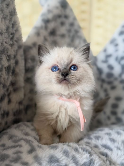 Sliczna kotka ragdoll