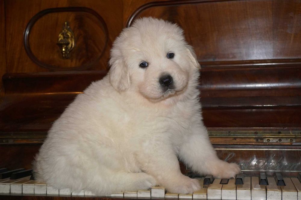 Polski Owczarek Podhalański FCI, ZKwP - Szczenię