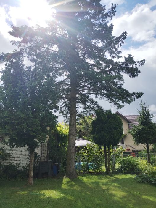 Opał oddam za darmo , pozwolenie na wycięcie mam