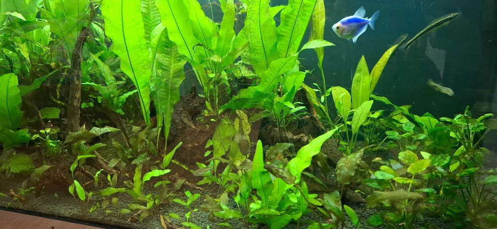 Akwarium 330 l  z życiem plus gratisty