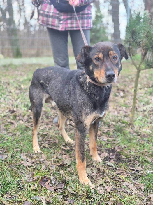 Mikado - kundelek, który wyczekuje adopcji!