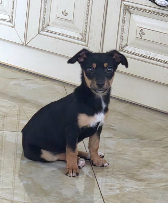 Щеня-метис пінчера