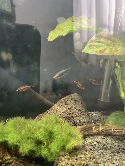 Acessorios para aquario