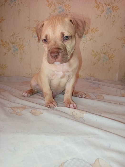 Американский питбуль ищет дом